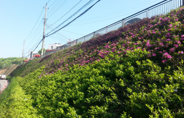 长沙植物墙圆满完工