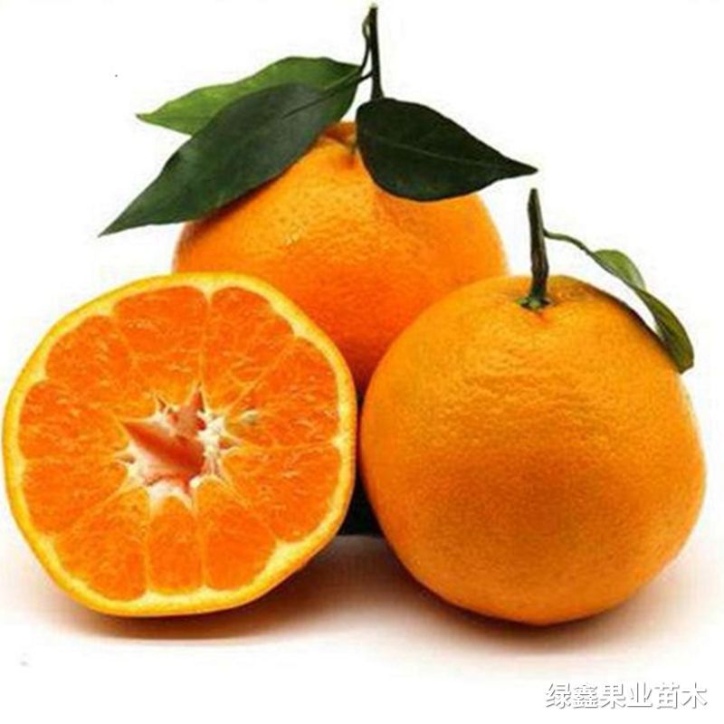 爱媛38号果冻橙