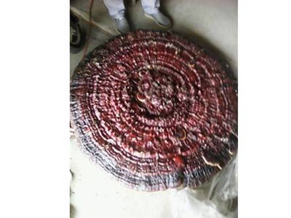 哪种灵芝好？看湖南科星食药菌怎么说