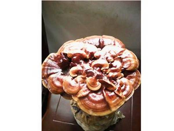 灵芝种栽培方法详解