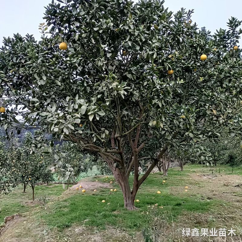 大柚子树