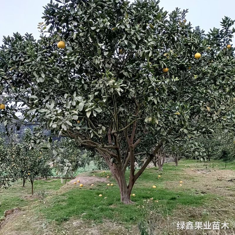 大柚子树 洪江市绿鑫果业苗木专业合作社 大柚子树 洪江市绿鑫果业苗木专业合作社