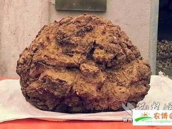 如何提高茯苓种植效益？