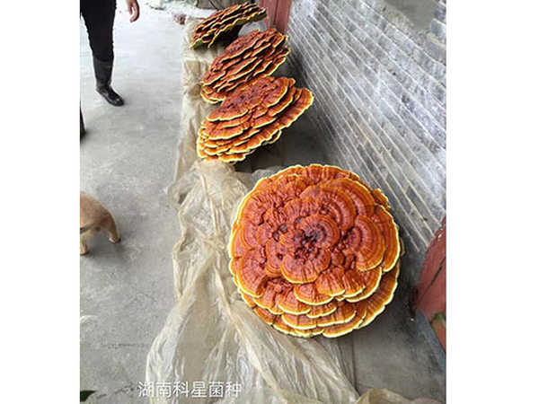 灵芝种栽培技术要点