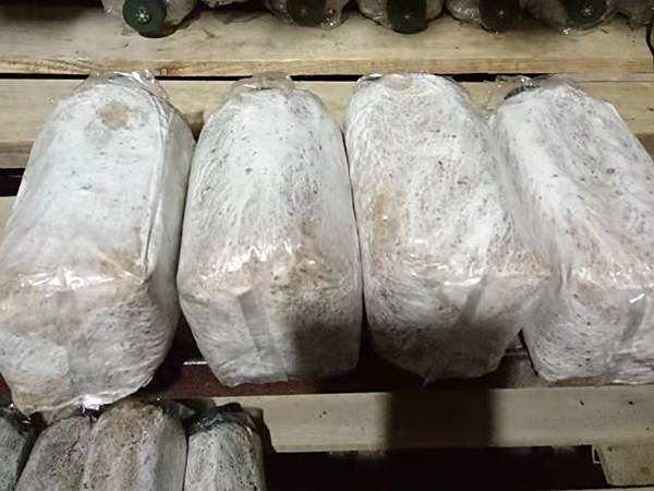 茯苓的高产栽培方法是怎样的？