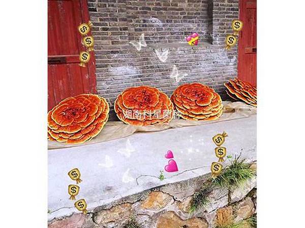 灵芝种怎么培育 看看湖南科星食药菌怎么说