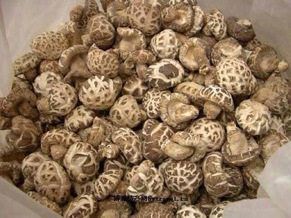 在种植香菇时，需要注意一些什么？