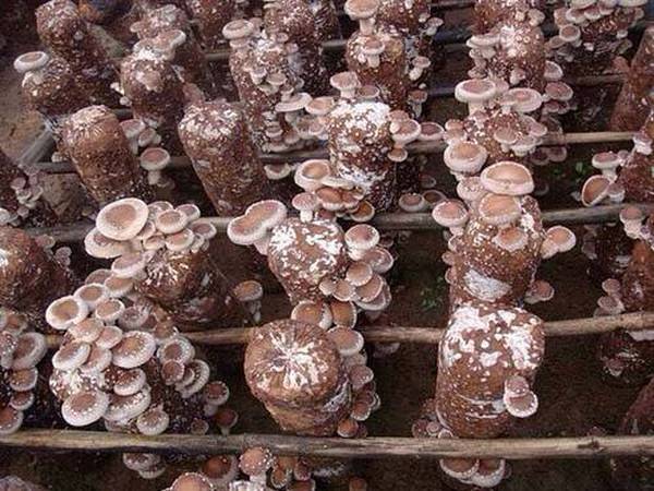 食用菌无公害生产六大关键技术