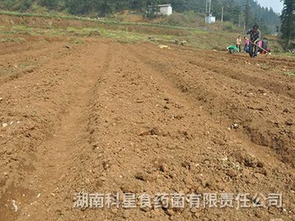 茯苓基地