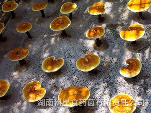 灵芝基地