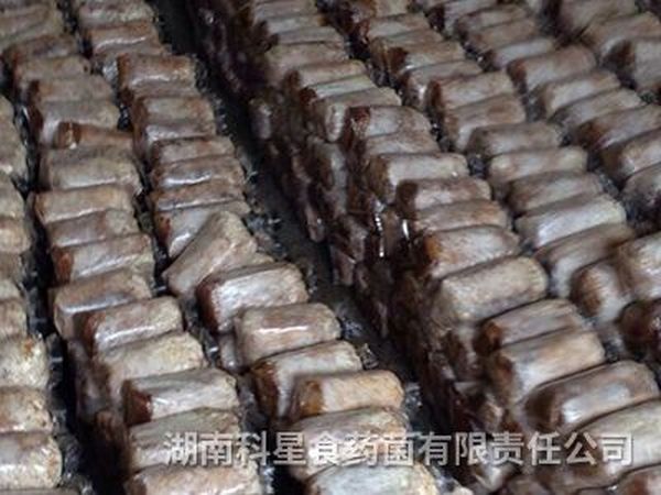 茯苓栽培种