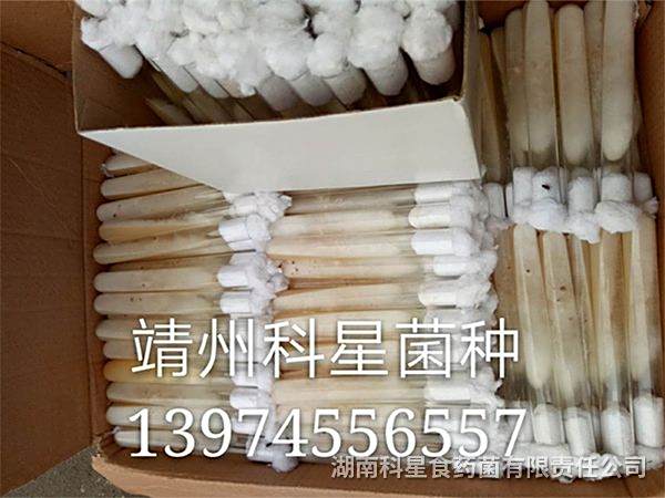 茯苓母钟