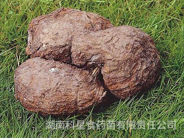 茯苓基地