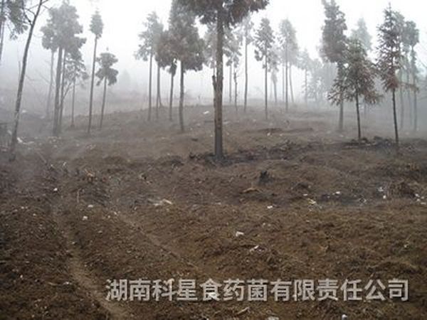 天麻基地