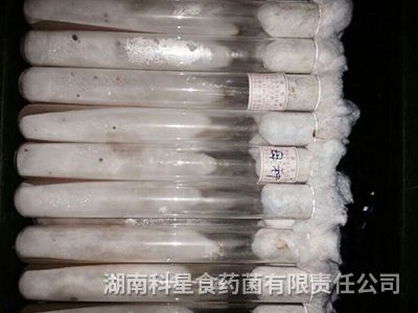 种苗中心