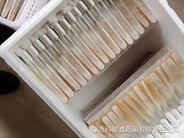 茯苓母钟