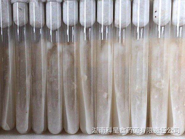 茯苓母钟