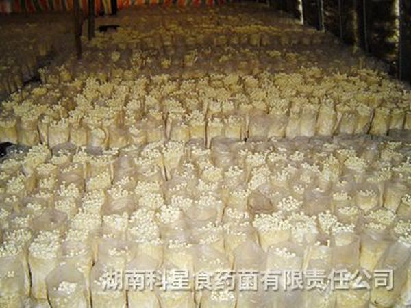 金针菇基地