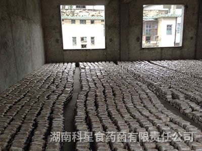 种苗中心 (7)