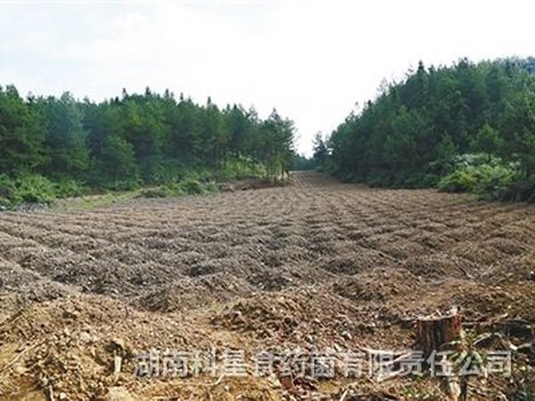 茯苓基地