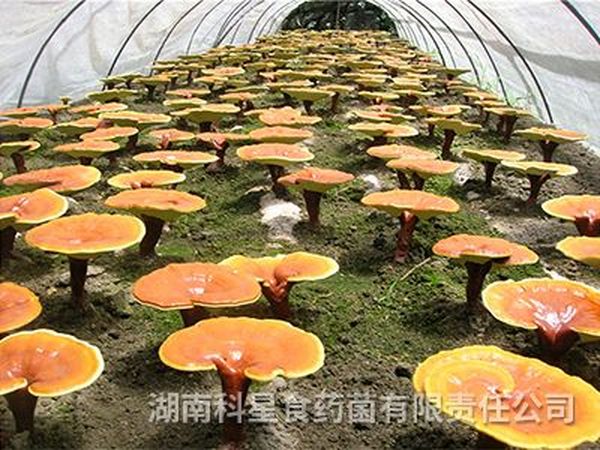 灵芝基地