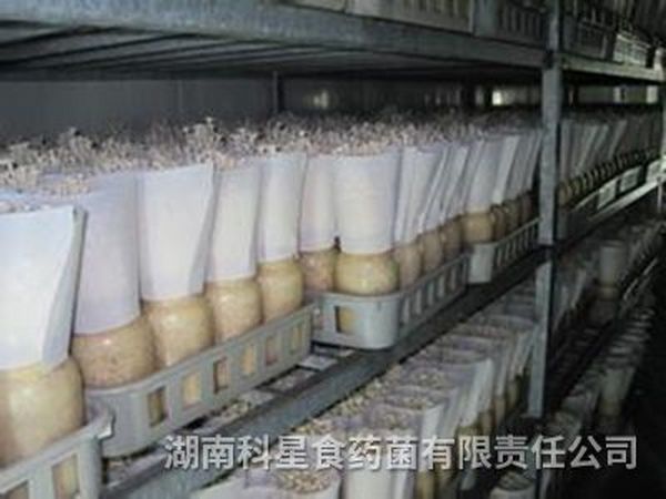 金针菇基地