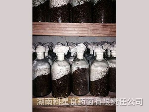 种苗中心