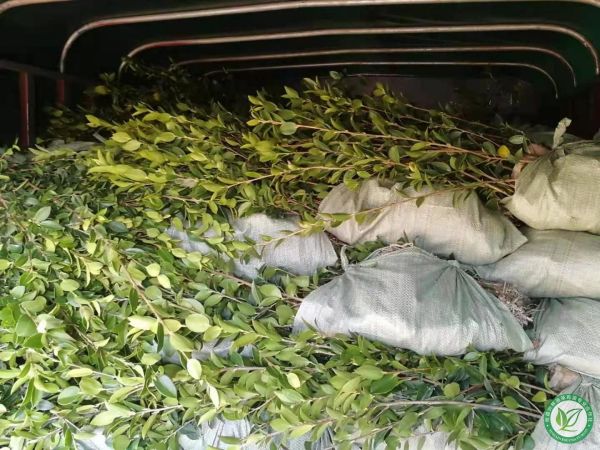 油茶树苗种植的四个黄金时段，你了解吗？