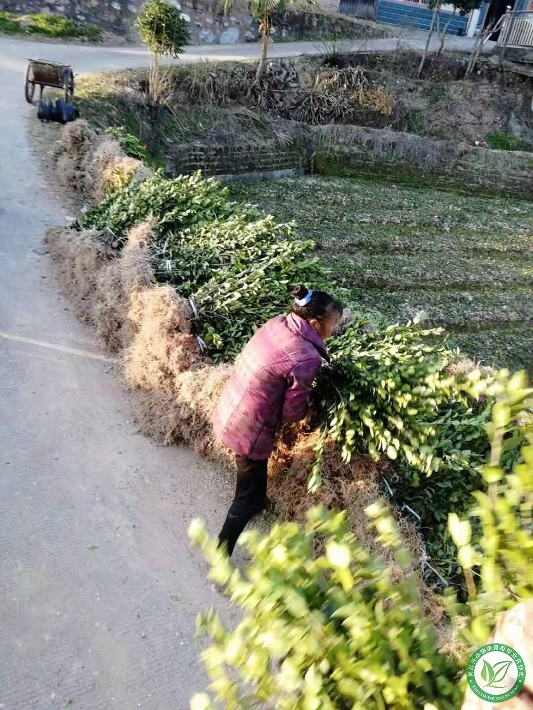 两年裸根苗