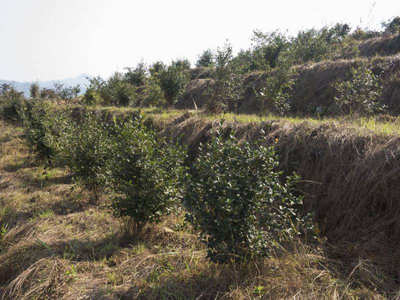 油茶基地21