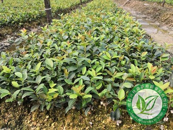 油茶苗生长要如何管理