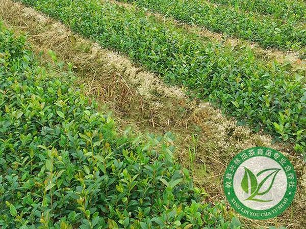 油茶苗的施肥措施和护理管理措施