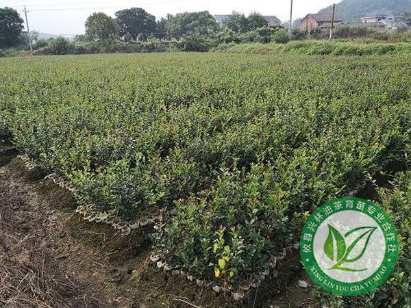 油茶种子怎么样播种可以提高发芽率？