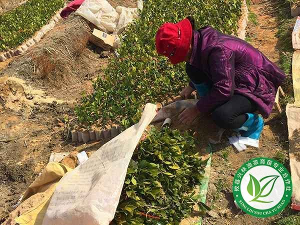 土壤消毒和合理施专用肥更有利于油茶苗的生长
