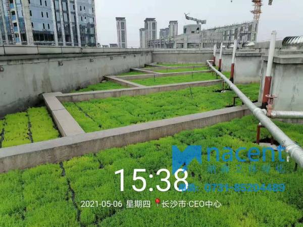 长沙CEO中心屋顶绿化