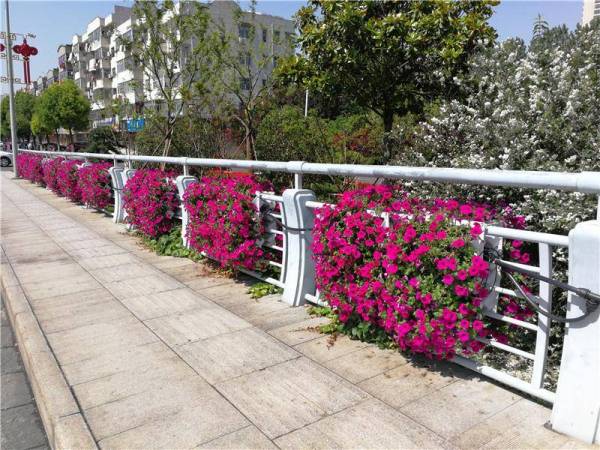 长沙城区46座桥梁将立体绿化 绿意浓厚