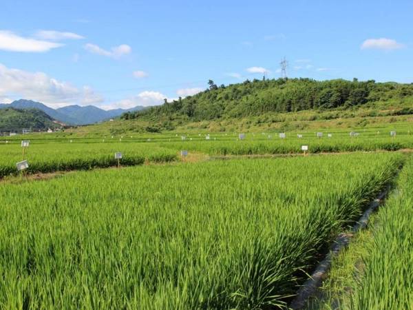 湖南郴州镉污染酸性稻田修复示范研究