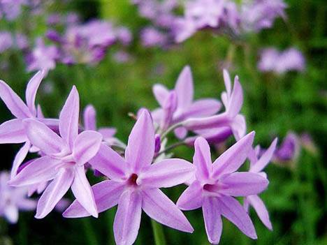 紫娇花 