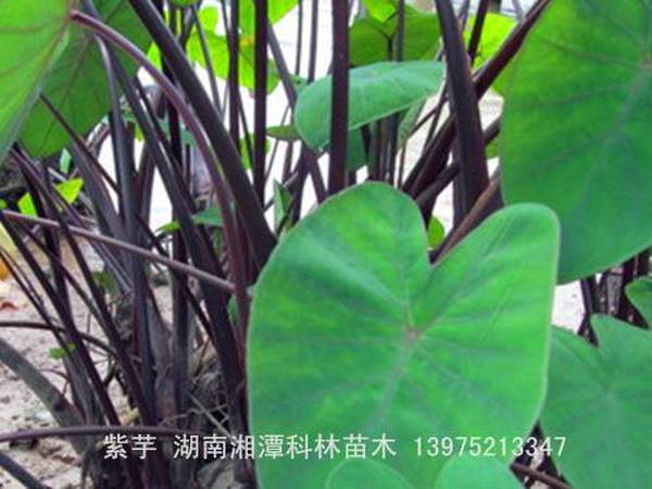 紫芋
