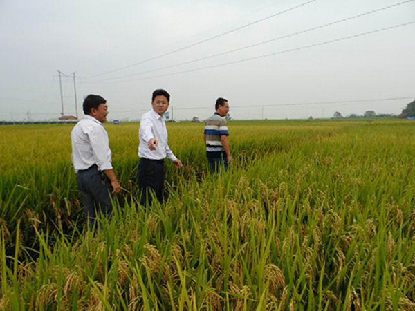 湖南省種子管理局領導蒞臨考察指導工作