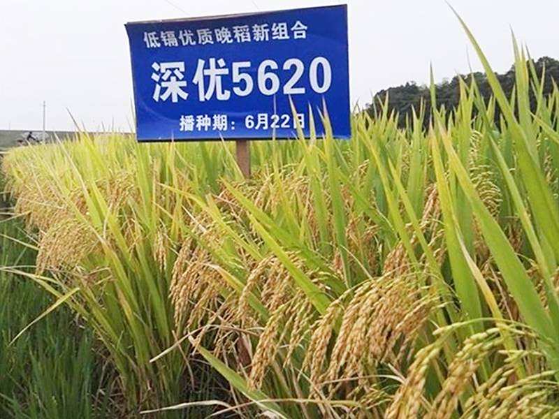 深优5620