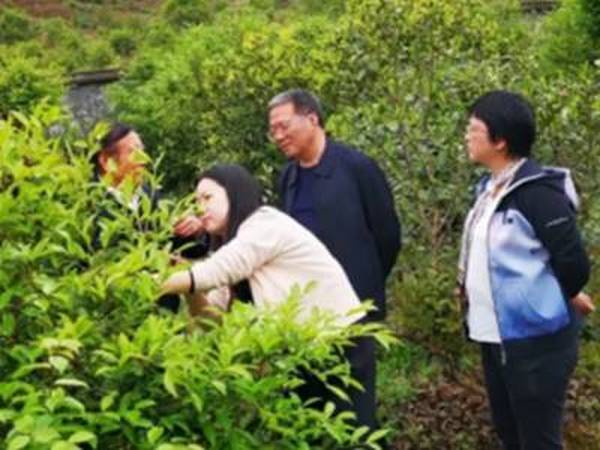 一株小小的穗條，憑什么讓這個老油茶林種植大戶樂開了懷？