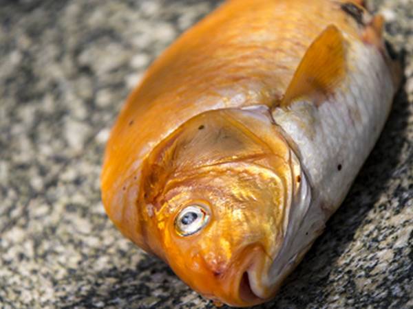 氨氮中毒
