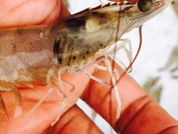 南美白对虾“黄鳃、黑鳃”的原因分析