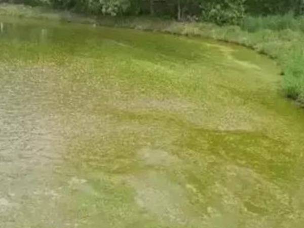“倒藻”原因及预防措施