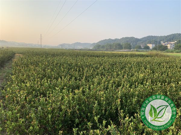 湘林系列