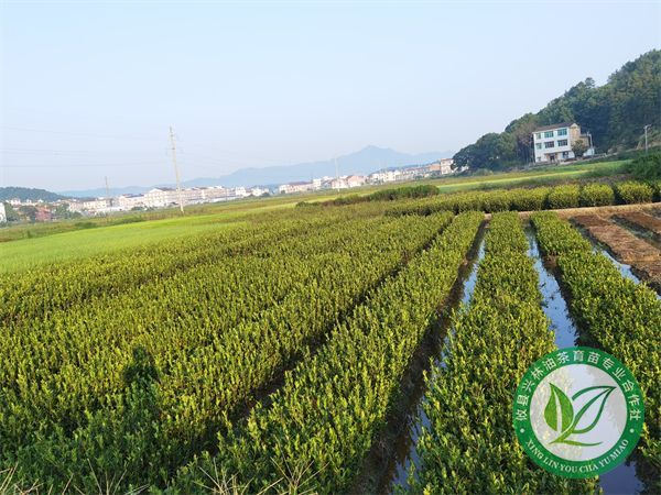 湘林1号基地