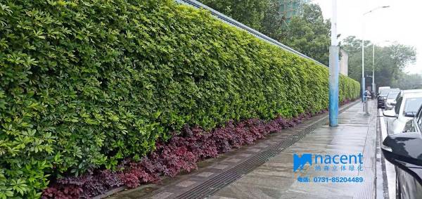 上海立体绿化总量达550万平方米