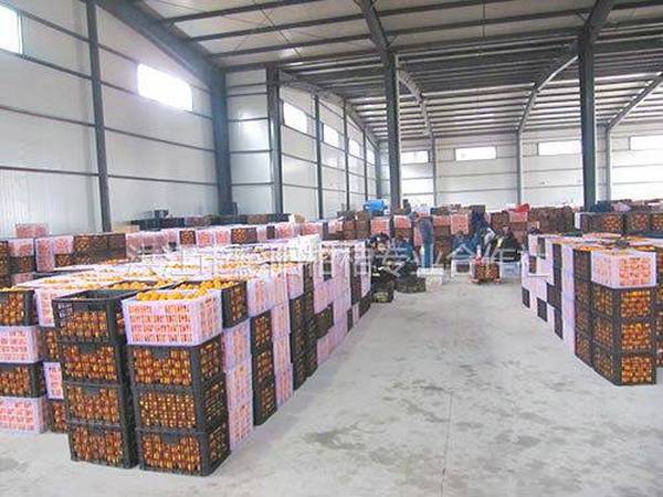 合作社商品化处理基地