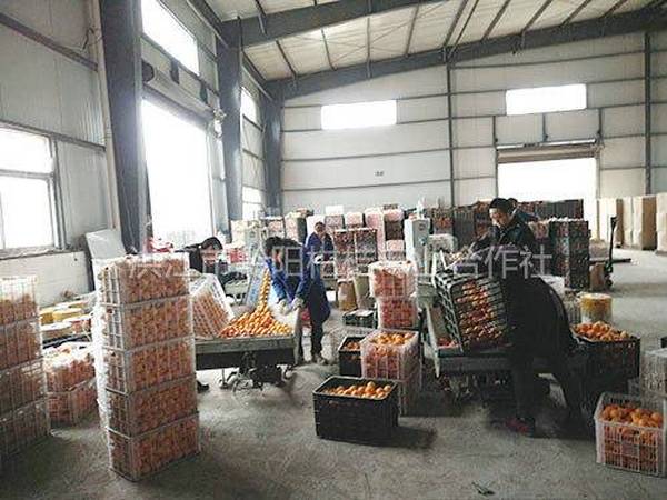合作社商品化处理基地